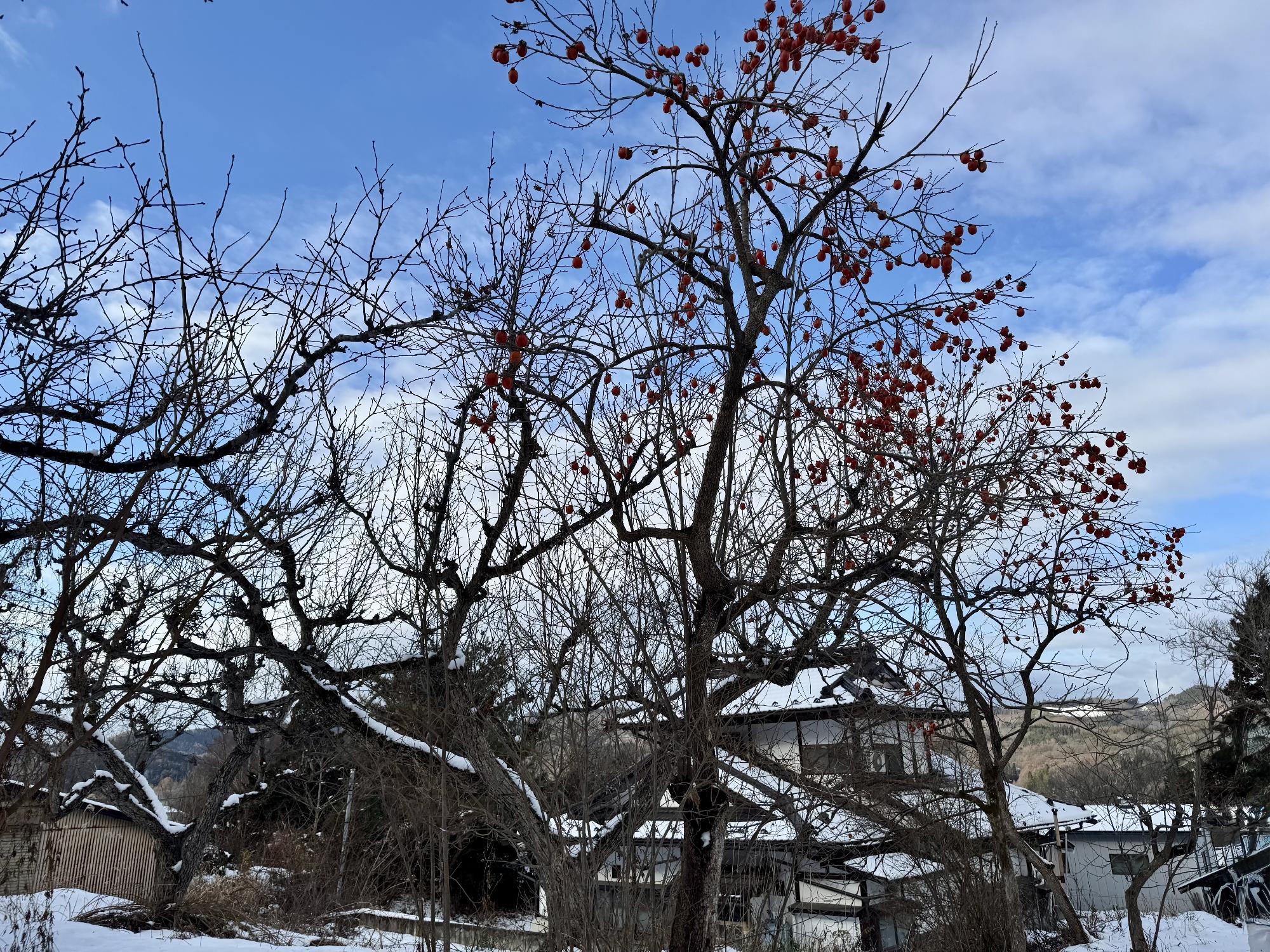 収穫しきれない高さの柿の木