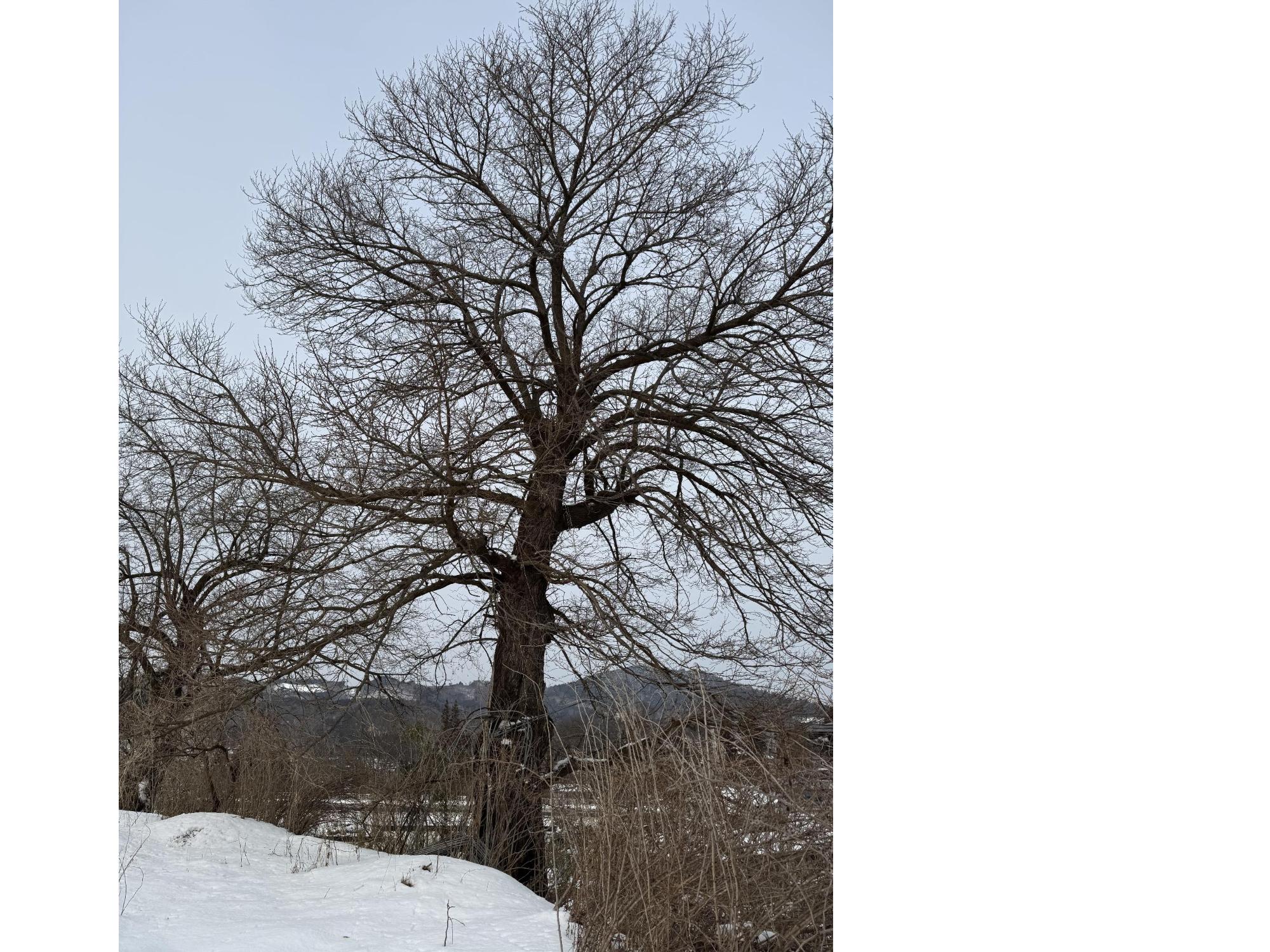 大木化し隣家に倒れそうなクワの木