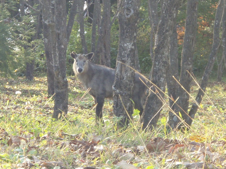 御所野縄文公園に現れたカモシカ