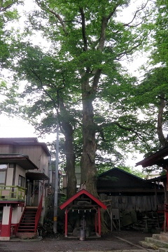 八坂神社のケヤキ