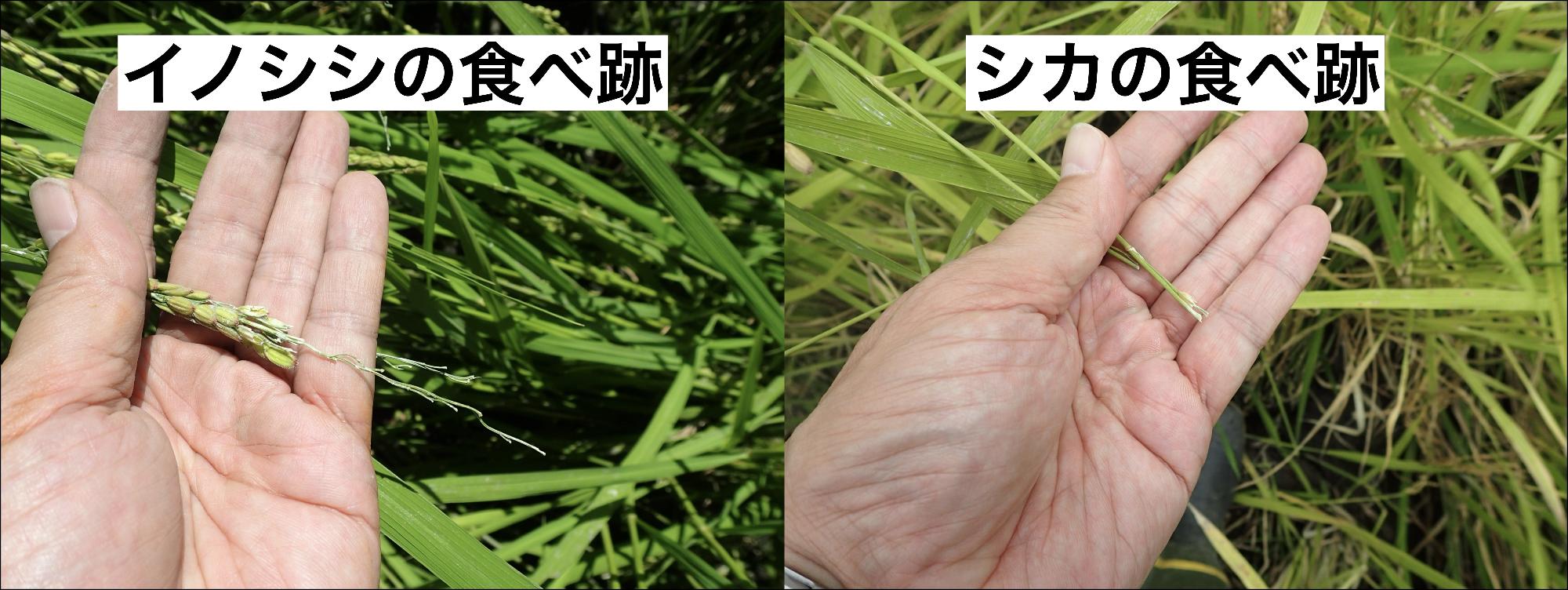 （写真） イノシシとシカの稲の食べ跡。穂の残り方に注目