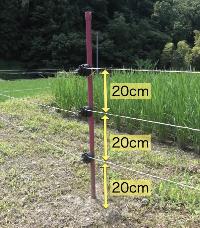 （写真）20cm間隔で適切に設置されたイノシシ用電気柵